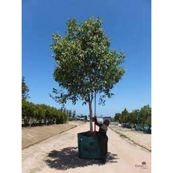 WATER PEAR TREE SYZIGIUM GUINEENSE 50L