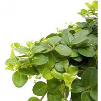 PEPEROMIA CAPERATA LUNE INDOOR FOLIAGE PLANT 15CM