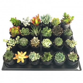 PLANT SUCCULENT CLASSIC CERAMIC 9CM