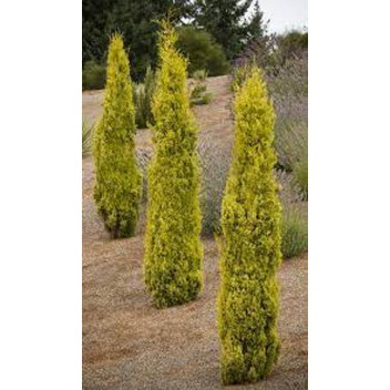 CUPRESSUS SWANES GOLD CYPRESS TREE PLANT 9L