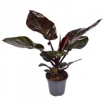 PLANT INDOOR FOLIAGE BAMBOO PALM (ARECA) 15CM