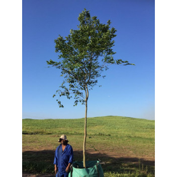 PLANT TREE ARUCARIA 14CM GREEN COVER POT