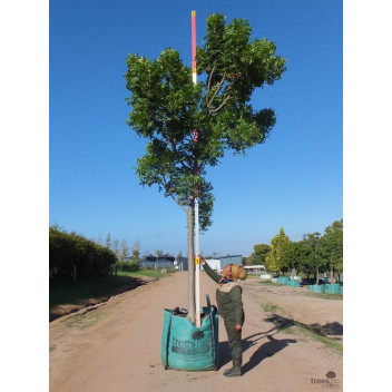 HARPEPHYLLUM CAFFRUM WILD PLUM TREE PLANT 20L