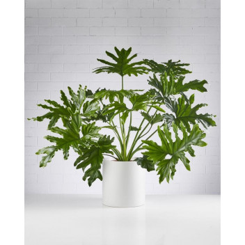 PHILODENDRON HOPE FOLIAGE INDOOR PLANT 9L