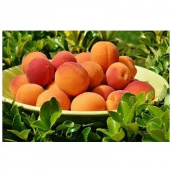ASSORTED APRICOT FRUIT PLANT 10L