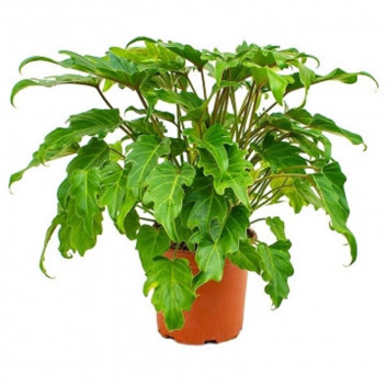 PHILODENDRON SELLOUM FOLIAGE INDOOR PLANT 16.5CM