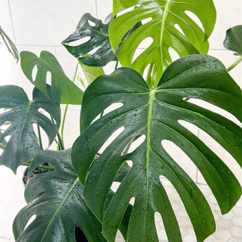 MONSTERA DELISIOUSA INDOOR FOLIAGE PLANT 16.5CM