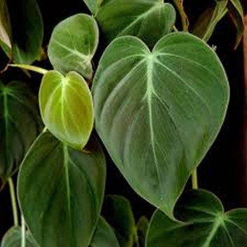 PHILODENDRON SCANDENS MICA FOLIAGE INDOOR PLANT 14CM