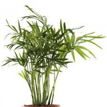 PLANT INDOOR FOLIAGE BAMBOO PALM 12L