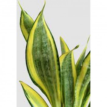 SPEKBOOM PORTULACARIA AFRA LITTLE JIM SUCCULENT PLANT 12L