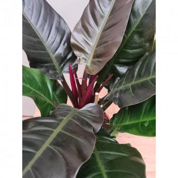PLANT INDOOR FLOWER  PHILODENDRON FUSE 14CM