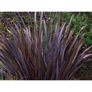 PLANT SHRUB PHORMIUM TENAX RUBRUM 17MCI EX MALAN