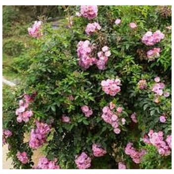 BONSAI TREE IN POT/BAG ï¿½ MEDIUM SELECTION F