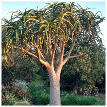 ALOE BAINSII SUCCULENT TREE PLANT 10L POT