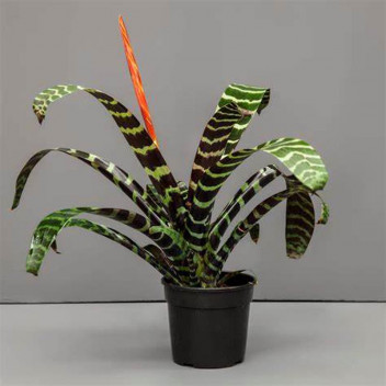VRIESEA SPLENTRIET FLOWER INDOOR PLANT 14CM POT
