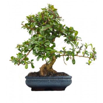 BONSAI TREE IN POT/BAG-MEDIUM SELECTION B