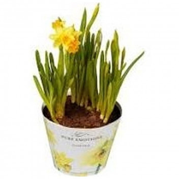 YELLOW RANUNCULUS FLOWER BULB PLANT 25PACK