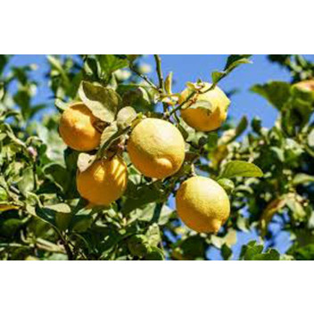 EUREKA CITRUS LEMON FRUIT PLANT 9L