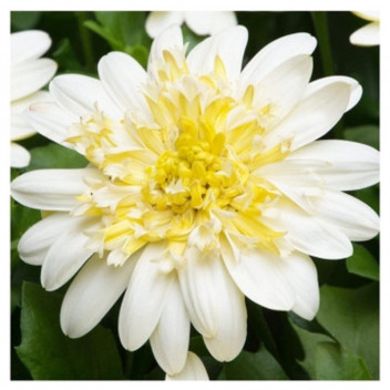 PLANT INDOOR FOLIAGE SCHLEFFERA ARBORICOLA GOLD CAPELLA 29MCI