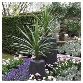 PLANT  PALM ARECA BAMBOO (DYPSIS) 23CM (LVG)