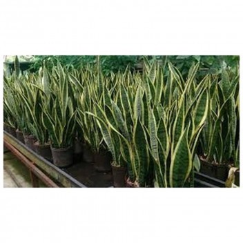 SNAKE PLANT SANSEVIERA TRIFASCIATA ï¿½LAURENTIï¿½ 12L