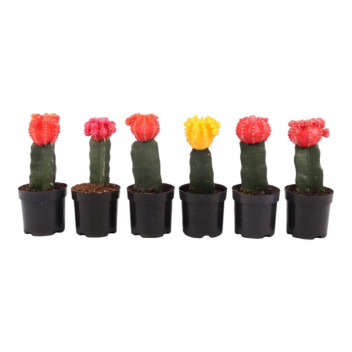 GYMNOCALYSIUM CACTUS SUCCULENT PLANT 7,5CM POT