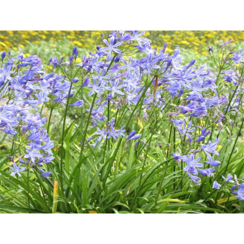 MEXICAN DAISY ERIGERON KARVINSKIANSUS GROUND COVER 15-17CM POT