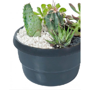 SPATHIPHYLLUM SENSATION IND FOLIAGE PLANT 20CM