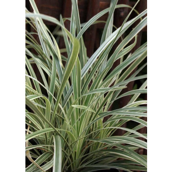 DIANELLA VARIEGATA GRASS PLANT 17CM