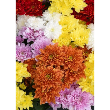 CHRYSANTHEMUM MIXED FLOWERING INDOOR PLANT 14-15CM