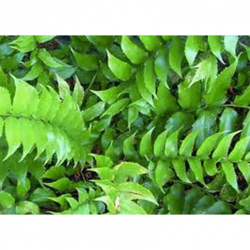 PLANT INDOOR FOLIAGE PILEA DEPRESSA 16CM H/B