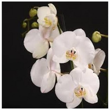 PHALAENOPSIS CASCADE ORCHID (1 STEM) 12CM POT