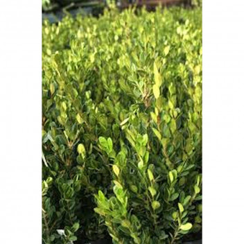 BUXUS FAULKNER GREEN BEAUTY SHRUB PLANT 7L