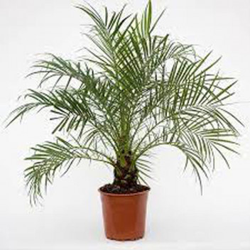PLANT PALM PYGMY DATE PALM PHOENIX ROEBELINII 10L