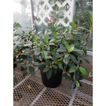 PHILODENDRON SELLOUM INDOOR FOLIAGE PLANT 23CM
