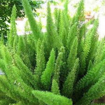 ASPARAGUS MAYERSII SHRUB PLANT 17CM