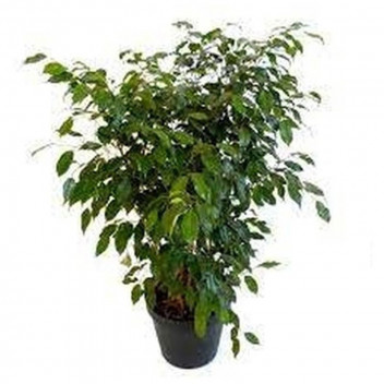 PLANT IND FOLIAGE FICUS BENJAMINA BUSH 30CM