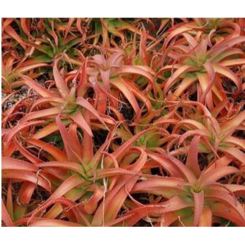 PLANT SUCCULENT ASSORTED 9CM