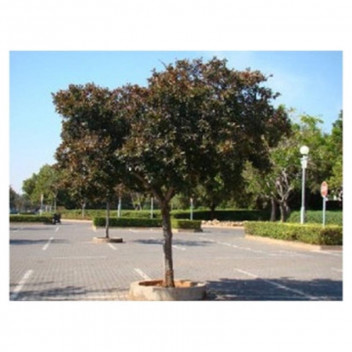 COMBRETUM KRAUSII WILLOW BUSH FOREST TREE PLANT 20L