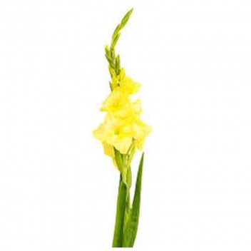 PLANT BULB FLOWER RANUNCULUS ECONOMY MIXED 50PK