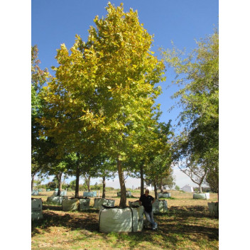 PLANT TREE BONSAI STARTER ASSORTED 22CM