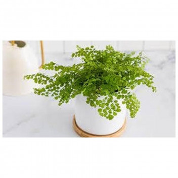 FOLIAGE ADIANTUM FERN INDOOR PLANT 12CM