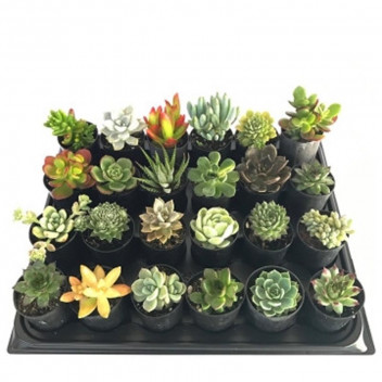 ASSORTED SUCCULENT PLANT 12CM COLOUR POT