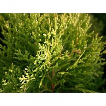 PLANT SHRUB PLATYCLADUS ORIENTALIS AUREA NANA COMPACTA 17CM
