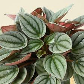 PEPEROMIA ï¿½NAPOLI NIGHTSï¿½ INDOOR FOLIAGE 12CM