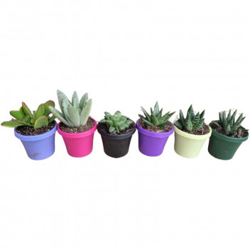 SUCCULENT COLOUR TRAY POT PLANT 7.5CM