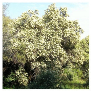 OLIVE BUDDLEJA AURICULATA FALSE SHRUB PLANT 17CM