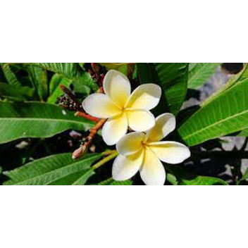 PLANT TREE PLUMERIA ASSORTED 15L FRANGIPANI