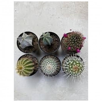 PLANT SUCCULENT CACTUS ASSORTED 7,5CM POT