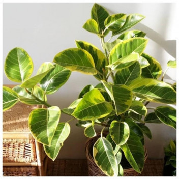 PLANT INDOOR FICUS ELASTICA RUBUSTA/TINEKE/ABIJAN 14CM